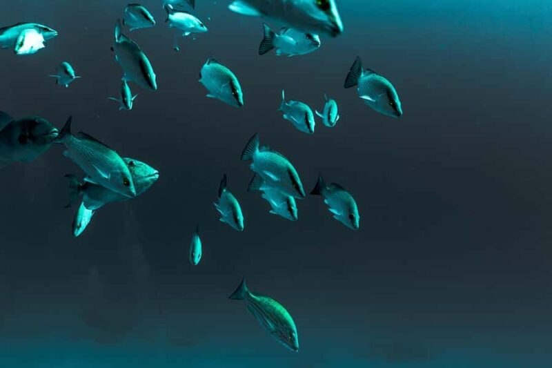 Bull Shark Dive in Playa del CarmenDive Machine Experience - FAQ