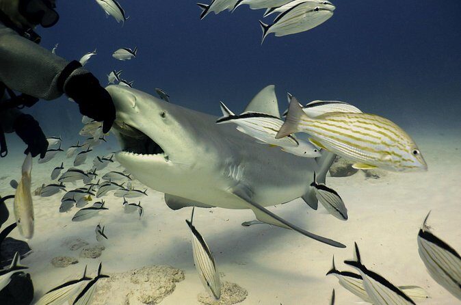 Bull Shark Extreme - 1tank /Only for Certified Divers - Final Words