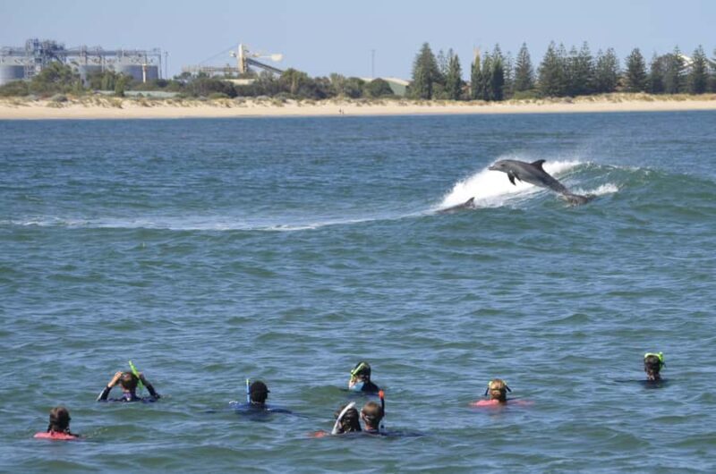 Bunbury: Swim with Dolphins Tour - Key Points