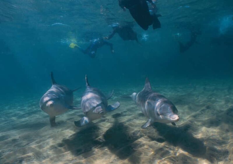 Bunbury: Swim with Dolphins Tour - An In-depth Look at the Bunbury Dolphins Tour