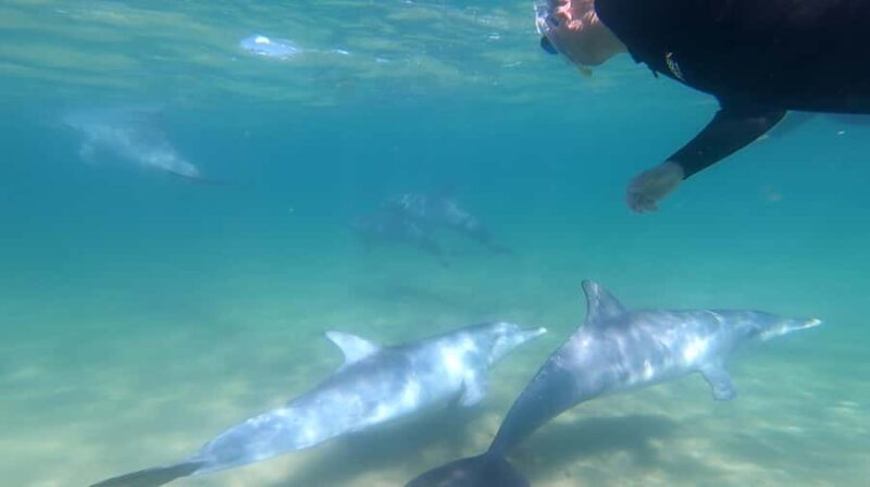 Bunbury: Swim with Dolphins Tour - FAQ About the Bunbury Dolphins Tour