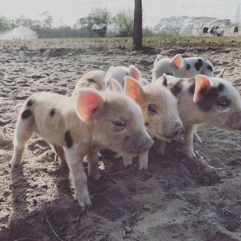 Bundaberg: Family-Friendly Entry Ticket to Splitters Farm - Who Will Love This Experience?