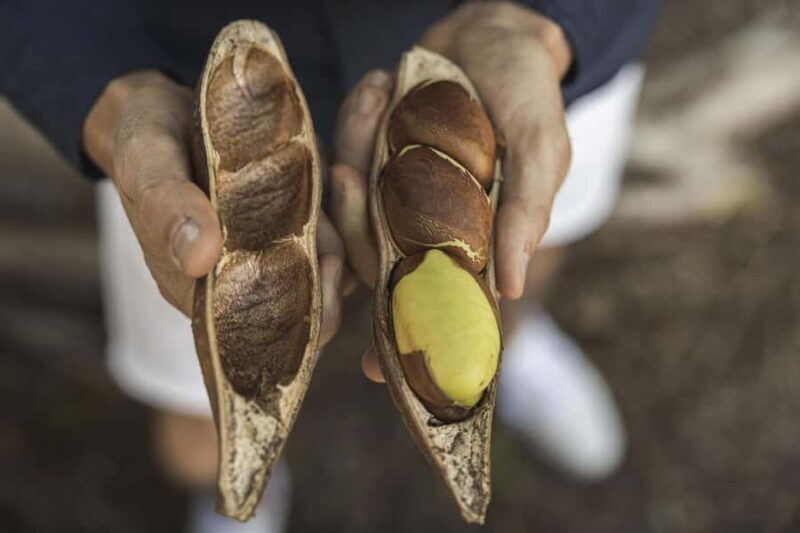 Bundaberg: Half Day Indigenous Experience with Morning Tea - A Detailed Look at the Tour Experience