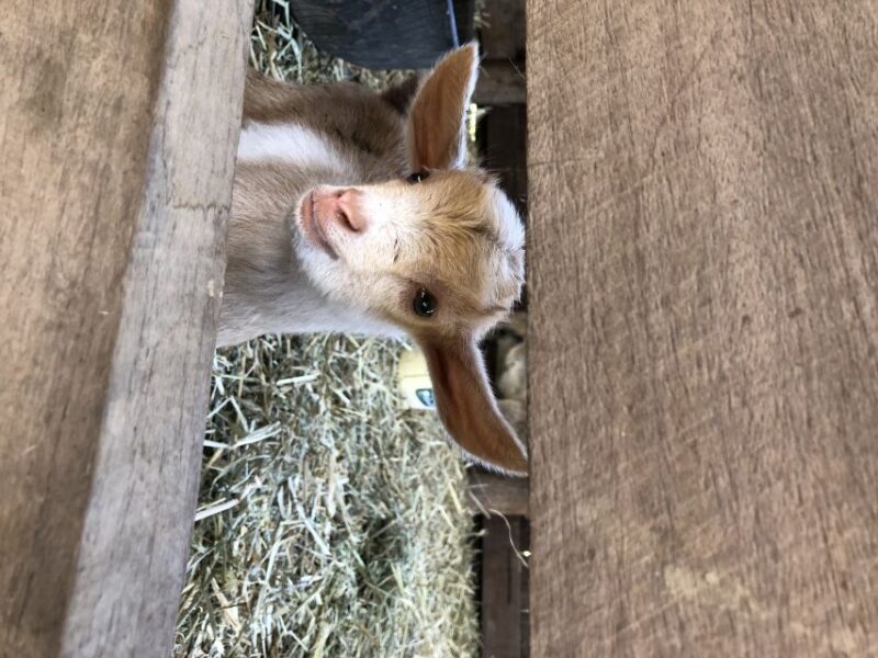 Bundaberg: Splitters Farm Guided Tour - Who Will Appreciate This Tour?