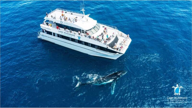 Bundaberg: Whale Watching Sightseeing Cruise with Lunch - Who Will Love This Experience?