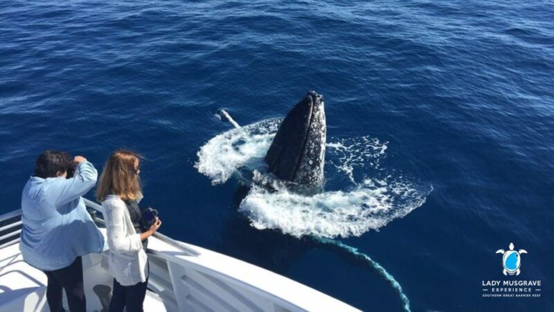 Bundaberg: Whale Watching Sightseeing Cruise with Lunch - FAQs