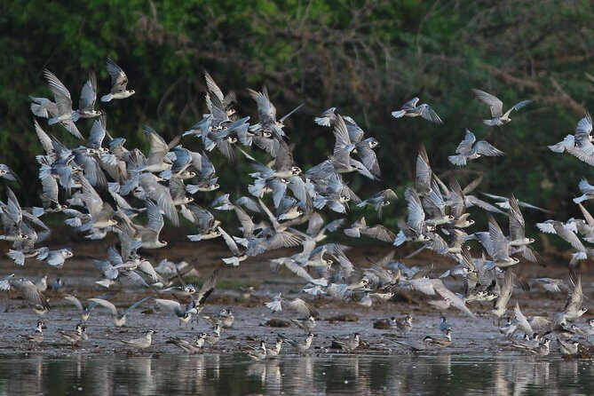 Bundala Birding Paradise - All Inclusive Tour - Key Points