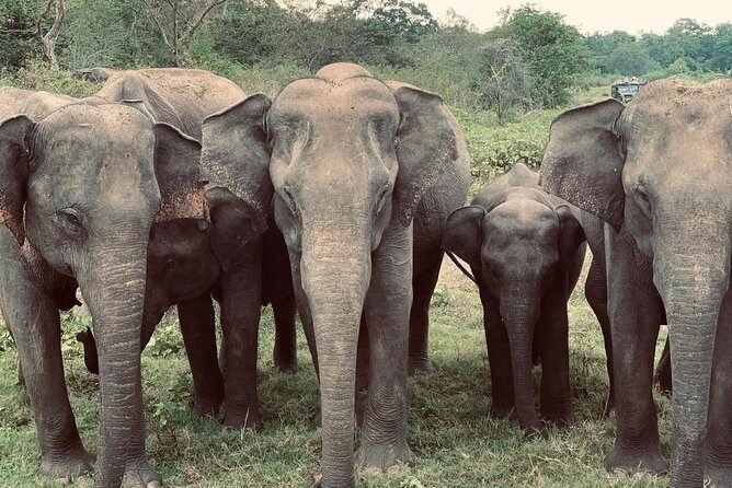 Bundala Birds Safari by Jeeps - Key Points