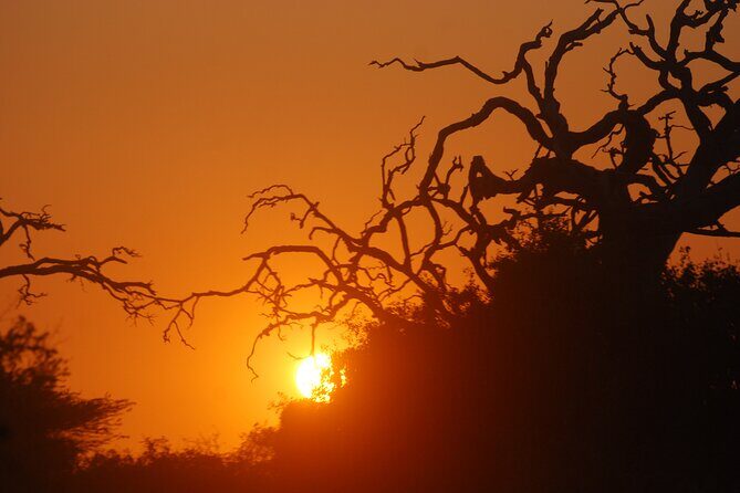 Bundala Birds Safari by Jeeps - The Sum Up: Who Is This Safari Best For?