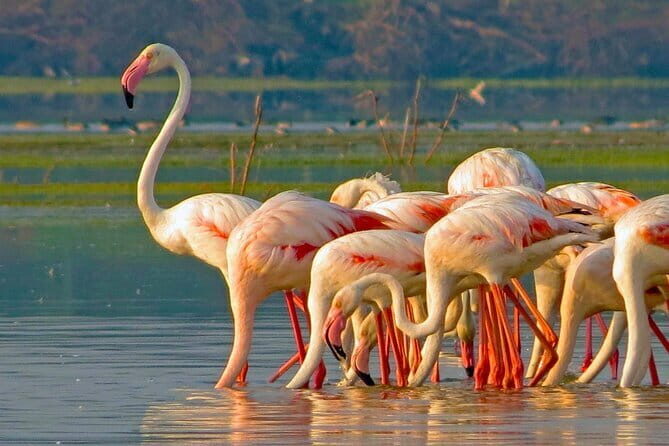 Bundala National Park All Inclusive Safari Tour from Hambantota - What to Expect from the Tour