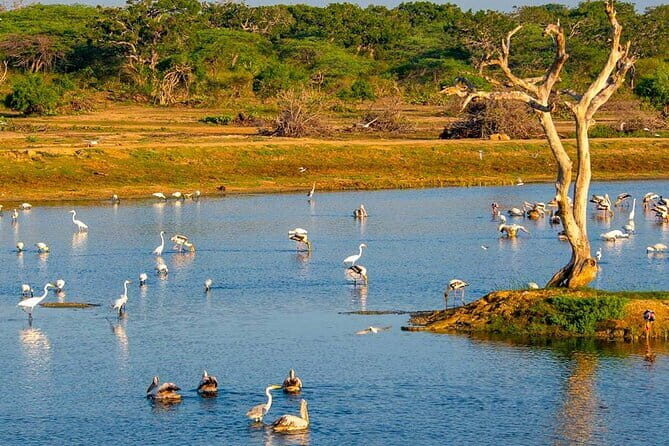 Bundala National Park All Inclusive Safari Tour from Hambantota - The Itinerary Breakdown