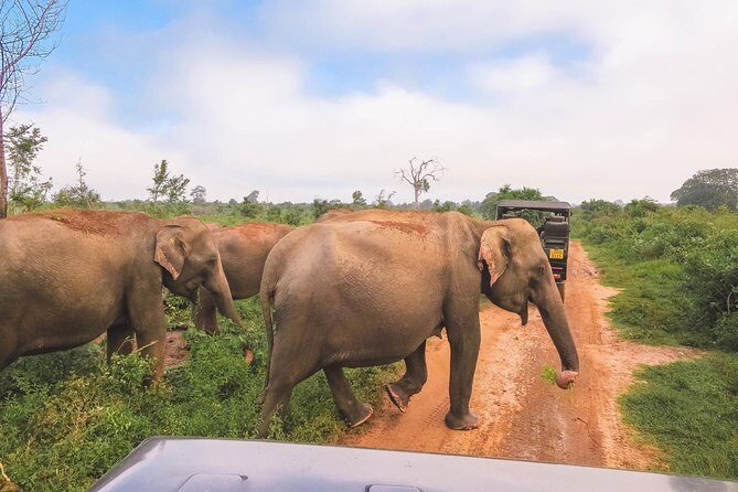 Bundala National Park Safari - An In-Depth Look at the Bundala National Park Safari