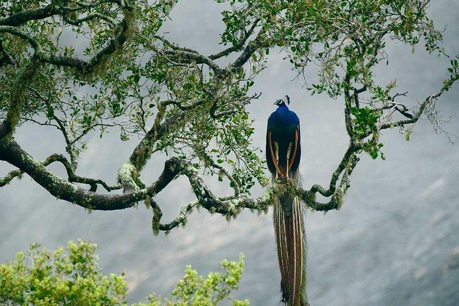 Bundala National Park Safari - FAQ