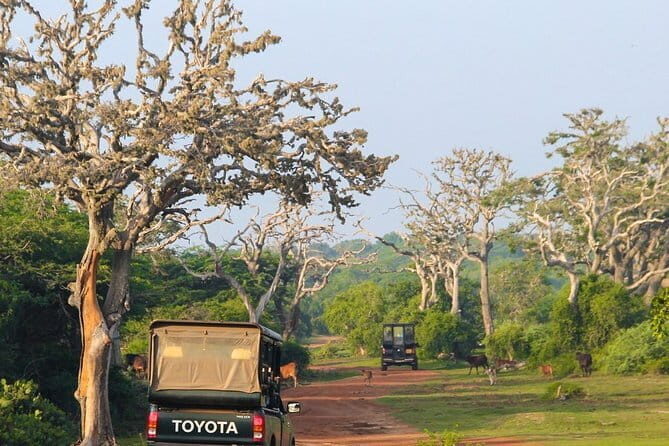Bundala National Park Safari from Mirissa - Key Points