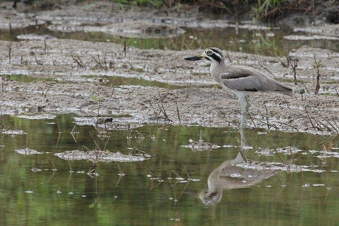 Bundala National Park Safari from Mirissa - What Reviewers Say