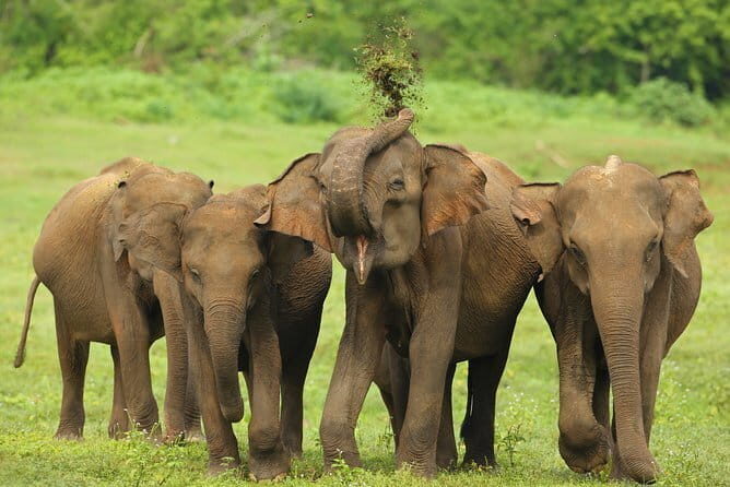 Bundala National Park Safari from Mirissa - FAQ