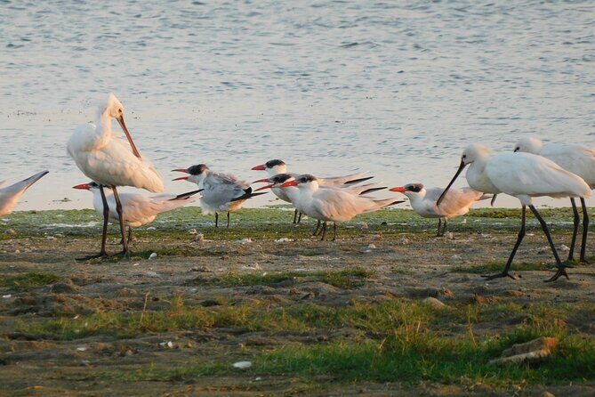 Bundala National Park Safari (PRIVATE TOURS)- Morning & Afternoon - The Real Value Behind the Cost