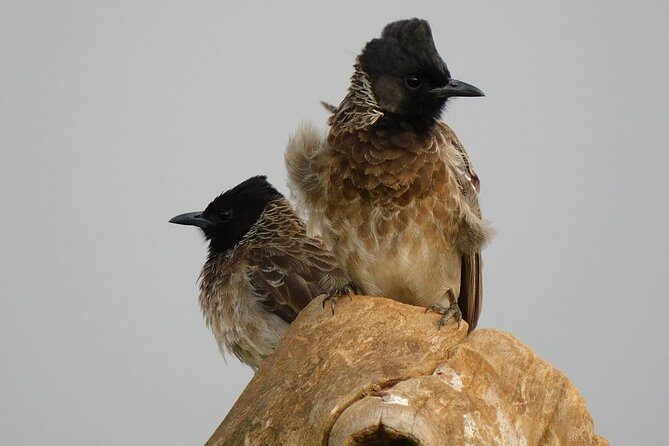 Bundala National Park Safari (PRIVATE TOURS)- Morning & Afternoon - Who Should Book This Safari?