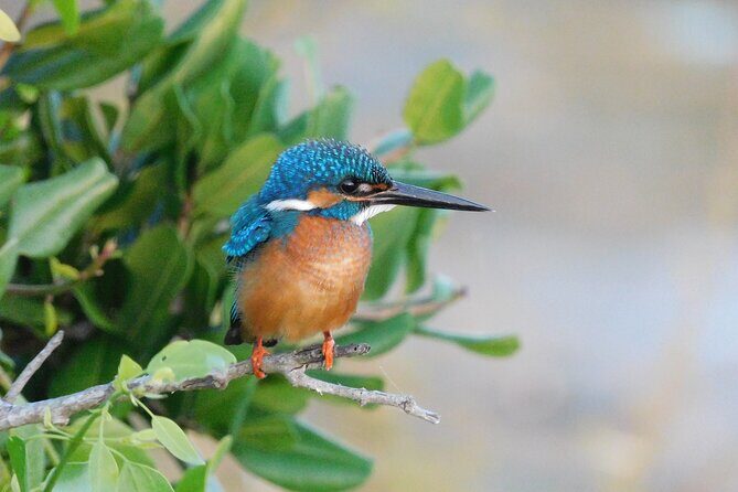 Bundala National Park Safari (PRIVATE TOURS)- Morning & Afternoon - FAQ