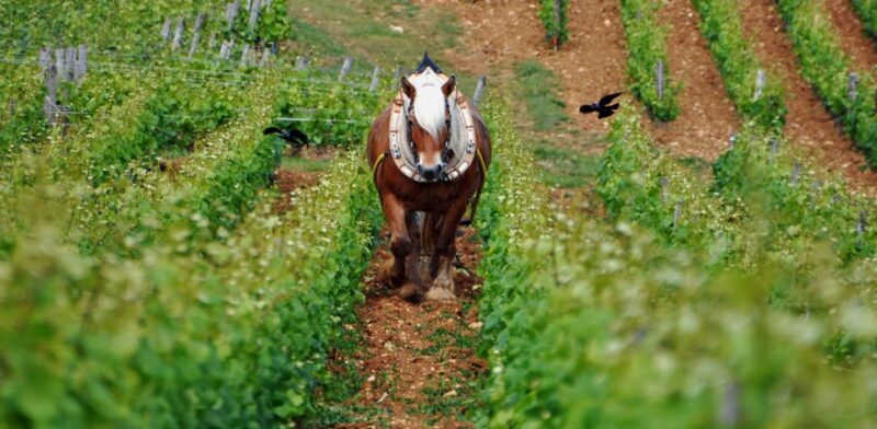 Burgundy Vineyards: Luxury Private Tours - Key Points
