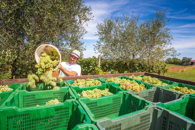 Burgundy Wine Tasting Small-Group Tour in Chablis from Paris - How the Itinerary Looks in Detail