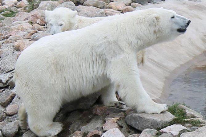 Bus to Ranua Zoo from Rovaniemi - The Return Journey and End of the Day