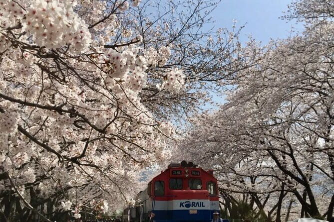 Busan Cherry Blossom Private Day Tour in Jinhae Gyeonghwa Station - Key Points