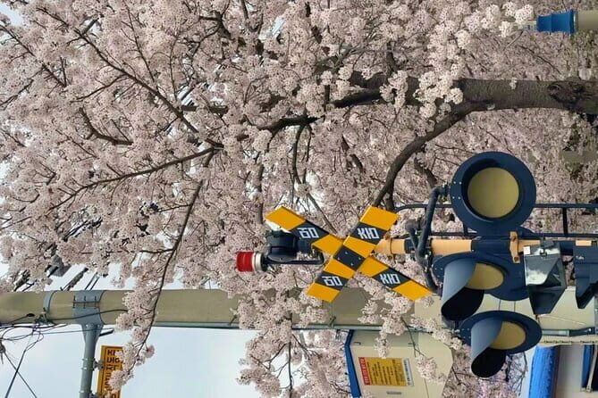 Busan Cherry Blossom Private Day Tour in Jinhae Gyeonghwa Station - A Comprehensive Breakdown of the Cherry Blossom Tour in Busan