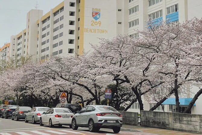 Busan Cherry Blossom Private Day Tour in Jinhae Gyeonghwa Station - Final Thoughts: Who Will Love This Tour?