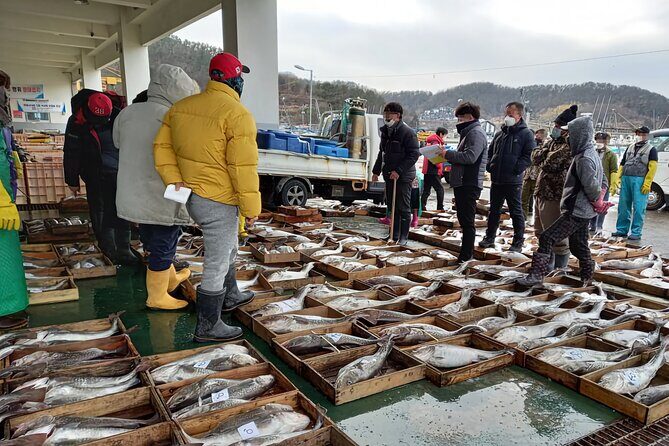 Busan seafood tour : Cod Auction and Clam Auction in Winter - Key Points