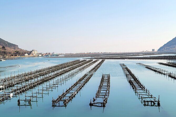Busan Seafood Tour : Oyster village Tour with Oyster cuisines - FAQ