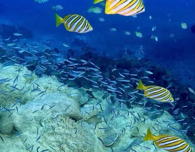 Busselton: 4 Mile Reef Guided Scuba Diving Tour - Key Points