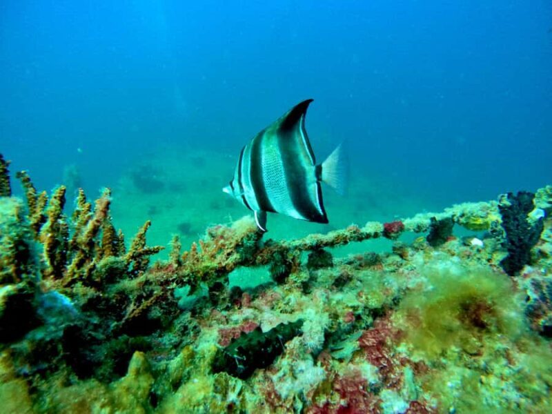 Busselton: 4 Mile Reef Guided Scuba Diving Tour - An In-Depth Look at the Experience