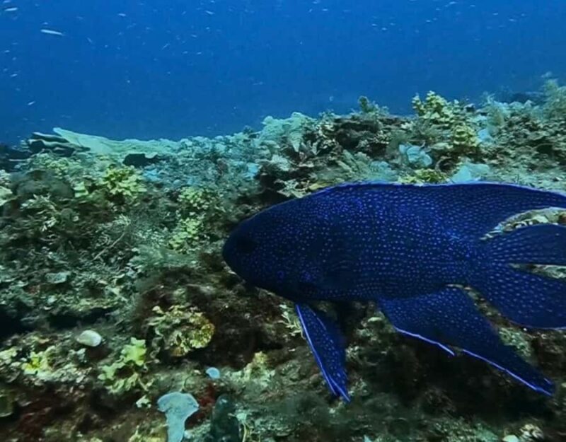 Busselton: 4 Mile Reef Guided Scuba Diving Tour - Who Would Love This Tour