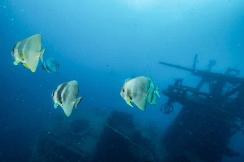 Busselton / Dunsborough : HMAS Swan Wreck Scuba Dive - Final Thoughts