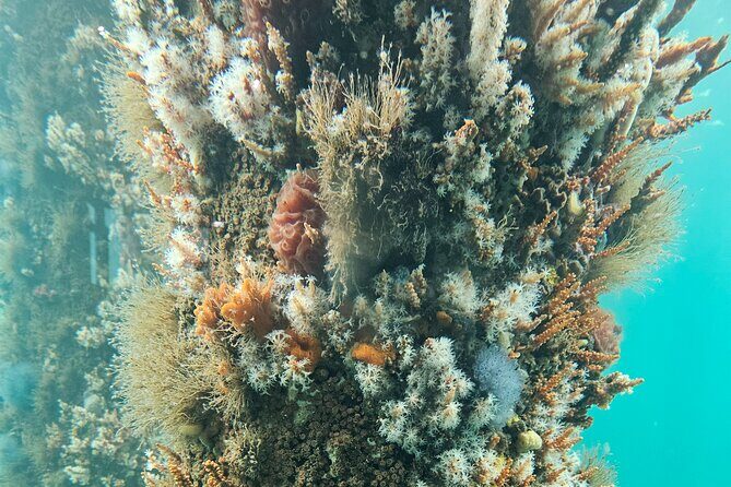 Busselton Jetty and Underwater Observatory - The Sum Up