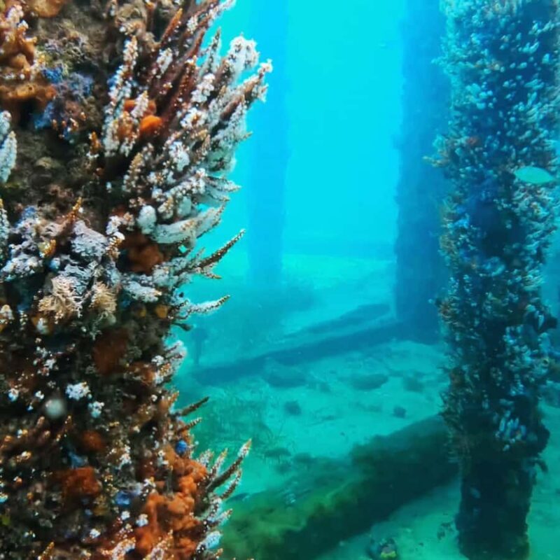 Busselton: Jetty Scuba Dive Tours with Underwater Sculptures - What You Can Expect from the Tour