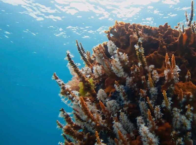 Busselton: Jetty Scuba Dive Tours with Underwater Sculptures - Marine Life Abundance and Visibility