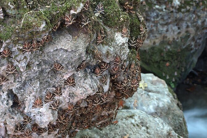 Butterflies Valley & Chalki from Rhodes - Final Thoughts