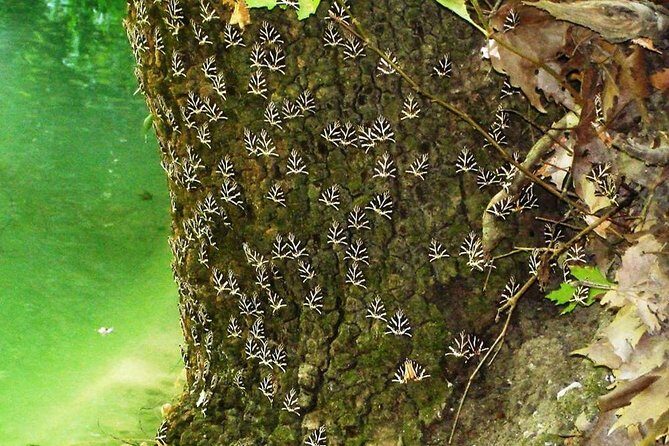 Butterflies Valley & Wine Tasting Experience Private Tour - The Sum Up