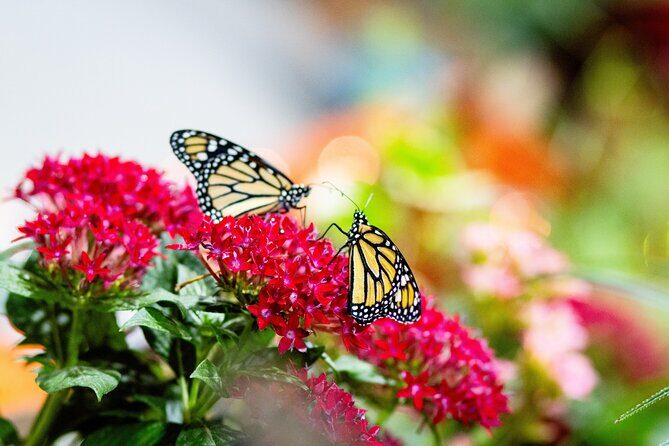 Butterfly Experience Nature Park Admission - Frequently Asked Questions