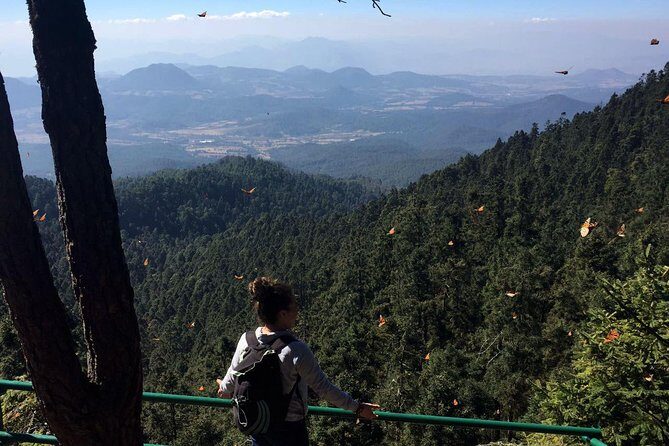 Butterfly Monarch Tour from Mexico City - An In-Depth Look at the Butterfly Monarch Tour