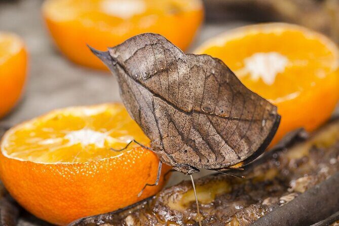 Butterfly Sanctuary and Lunch Experience with Transport - Introduction