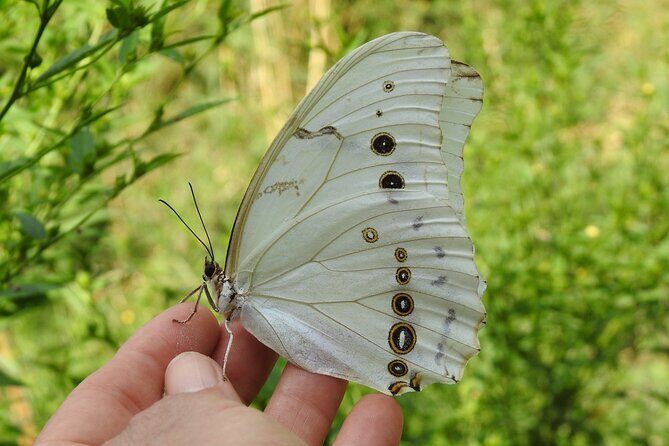 Butterfly Sanctuary Guided Tour in Puerto Vallarta - Introduction: A Natural Escape in Puerto Vallarta