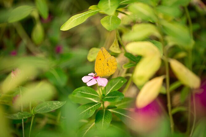 Butterfly Sanctuary Guided Tour in Puerto Vallarta - Practical Details: Transport, Group Size, and Timing