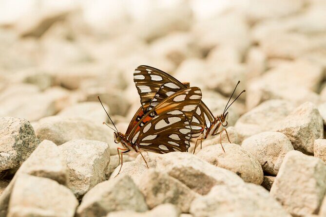 Butterfly Sanctuary Guided Tour in Puerto Vallarta - The Experience in Practice: What Travelers Say