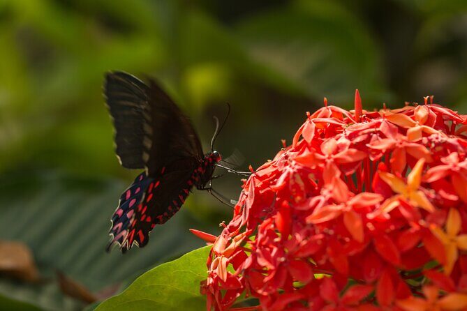 Butterfly Sanctuary Guided Tour in Puerto Vallarta - Why This Tour Is Worth It