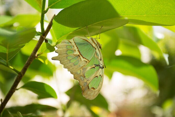 Butterfly Sanctuary Guided Tour in Puerto Vallarta - The Sum Up: A Natural Jewel Worth Visiting