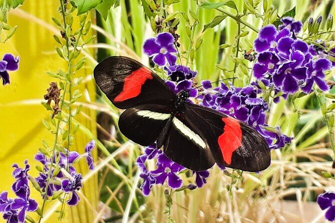 Butterfly Sanctuary Guided Tour in Puerto Vallarta - FAQ