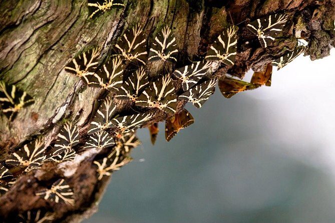 Butterfly Valley & Wine, Olive Oil, Honey Tasting Tour (Small Group) - Starting Point and Transportation